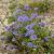 Jasione laevis 'Blaulicht' Pot 9 cm