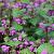 Lamium maculatum Pot 9 cm