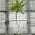 Rhus typhina Tiger Eyes Pot 5 Liter 