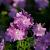 Malva moschata 'Rosea' Pot 9 cm