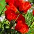 Papaver or. 'Allegro' Pot 9 cm