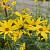 Helianthus atrorubens Pot 9 cm