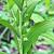 Polygonatum multiflorum Pot 9 cm