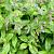 Pulmonaria s. 'Mrs Moon' Pot 9 cm