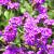Verbena rigida Pot 9 cm