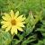 Helianthus 'Lemon Queen' Pot 9 cm