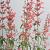 Agastache 'Fleur' Pot 9 cm