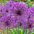 Allium 'Purple Rain' Pot 9 cm
