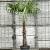 Chamaerops excelsa Pot 45 Liter Stam 100 cm