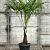 Chamaerops excelsa Pot 35 Liter stam 40 cm 