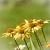 Echinacea 'Mellow Yellows' Pot 9 cm