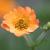 Geum 'Totally Tangerine' Pot 9 cm