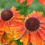 Helenium 'Short'n Sassy' Pot 9 cm