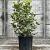 Osmanthus heterophyllus 'Tricolor' Pot 9 Liter 