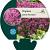 Thymus praecox 'Red Carpet' Pot 9 cm