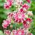 Aquilegia 'Nora Barlow' Pot 9 cm