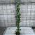 Trachelospermum jasminoides Pot 2 Liter 100 - 125 cm