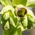 Helleborus foetidus Pot 9 cm
