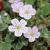 Erodium reichardii 'Album' Pot 9 cm
