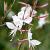 Gaura l. 'Short Form' Pot 9 cm