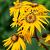 Ligularia d. 'Othello' Pot 9 cm