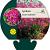 Lychnis viscaria 'Splendens' Pot 9 cm
