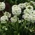 Primula japonica 'Alba' Pot 9 cm