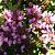 Prunella grand. 'Loveliness' Pot 9 cm