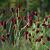 Sanguisorba o. 'Red Thunder' Pot 9 cm