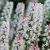 Tiarella c. 'Oakleaf' Pot 9 cm