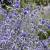 Eryngium zabelii 'Big Blue' Pot 9 cm