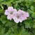 Geranium Dreamland Pot 9 cm