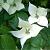 Cornus k. 'China Girl' Pot 5 Liter 