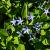 Amsonia 'Blue Ice' Pot 9 cm