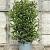 Viburnum tin. 'Eve Price' Pot 35 Liter 100 - 125 cm