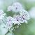Astrantia maj. 'Rosensinfonie' Pot 9 cm
