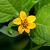 Chrysogonum virginianum Pot 9 cm