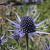 Eryngium bourgatii Pot 9 cm