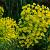 Euphorbia Redwing Pot 9 cm