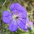 Geranium Bloom Me Away Pot 9 cm