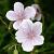 Geranium clarkei 'Kashmir White' Pot 9 cm