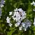 Hesperis matr. 'Alba' Pot 9 cm