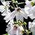 Lavatera 'Barnsley Baby' Pot 9 cm