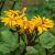 Ligularia d. 'Desdemona' Pot 9 cm
