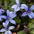 Isotoma fluviatilis 'County Park' Pot 9 cm