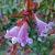 Abelia 'Edward Goucher' Pot 3 Liter 