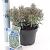 Andromeda polifolia 'Blue Ice' Pot 2 Liter