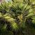 Chamaerops humilis 'Vulcano' Pot 10 liter