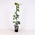 Clematis arm. 'Apple Blossom' Pot 2 Liter80 - 100 cm