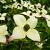Cornus k. 'Milky Way' Pot 10 liter